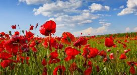 poppy field