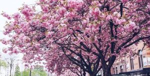 Spring cherry blossom on Södra Vägen - photo credit: Dixiezetha (Her Little Journal)
